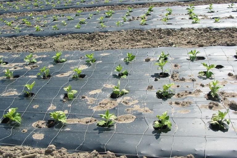 Mulch_Film_made-768x512