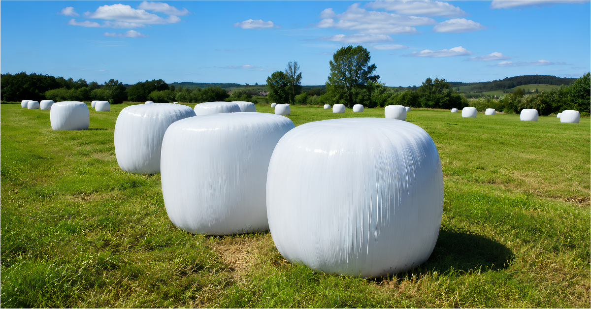Silage film protecting wrapped hay bales in agricultural field