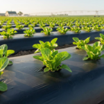 Film Biodegradable Agriculture: Applications and Advantages in Farming