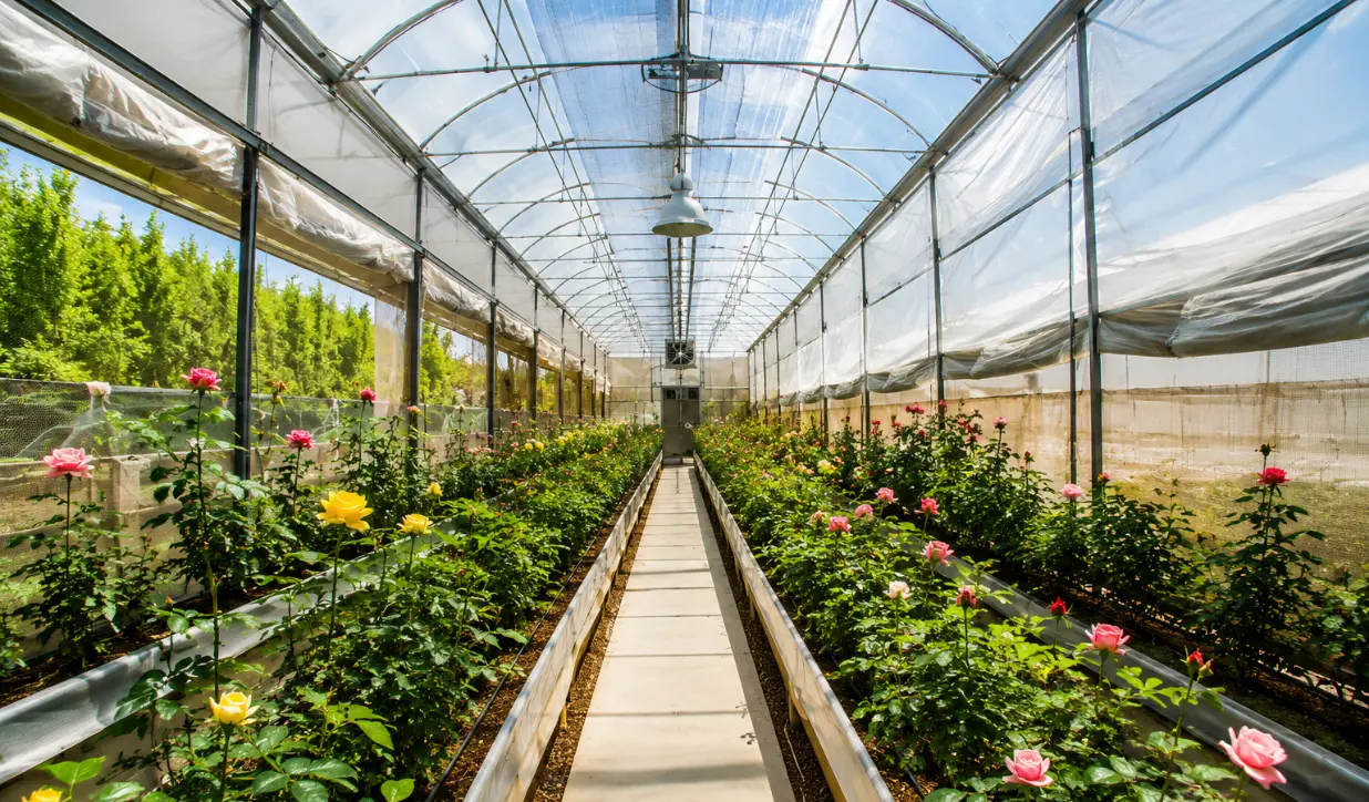 Greenhouse Film with UV stabilized protection for agricultural applications